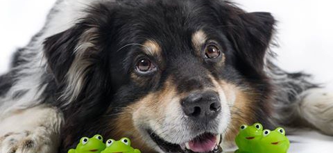 Komm zu den Tiertagen in Duinrell. Dein Hund kann mitkommen!