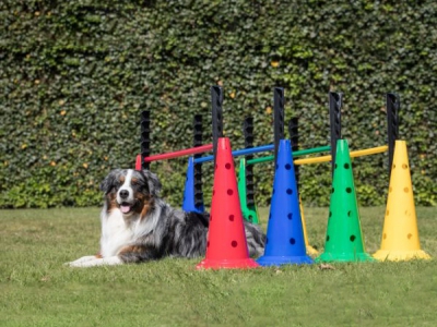 16-teiliges Set Trainingskegel 50 cm, Stangen 120 cm und Hürden