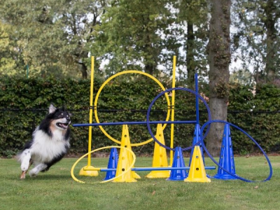 22-teiliges Parcours-Set für Hundetraining