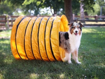 Agility-Tunnel 1 Meter, Durchmesser 80 cm, gelb, für den Freizeitgebrauch
