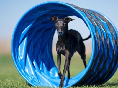 Agility Tunnel / Tunnel für Hoopers 1 Meter