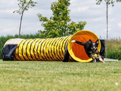 Agility-Tunnel Hundetunnel 6 m Ø 60 cm – komplett Anti-Rutsch
