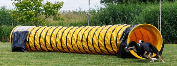 Die besten Trainingsmaterialien für deinen Sporthund