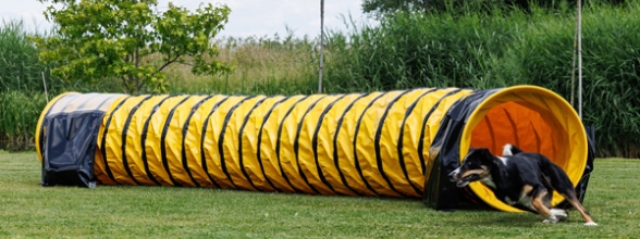 Die besten Trainingsmaterialien für deinen Sporthund