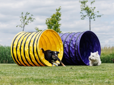 Agility Tunnel 4 Meter Durchmesser 80 cm