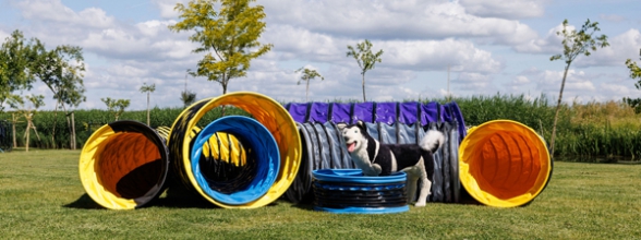 Wir haben wieder etwas Neues in unserem Sortiment. Die Agillity-Tunnel sind jetzt in verschiedenen Farben erhältlich. Das wird dich glücklich machen!