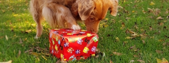 Sinterklaas bekommt eine neue Hilfskraft