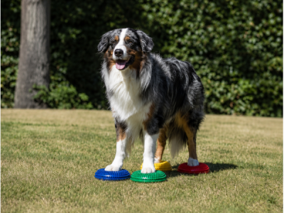 Senso Mini Balance Pads für Hunde – 4er Set