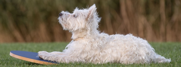 Gleichgewichtstraining Teil 2