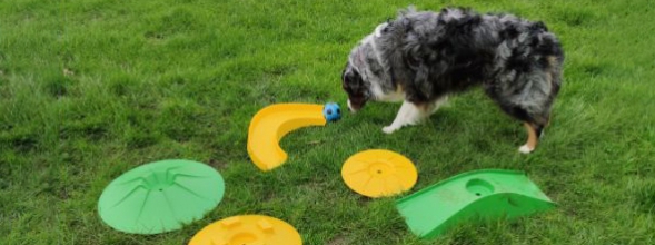 Schnauzengolf, der neue Hundesport des Jahres 2022?