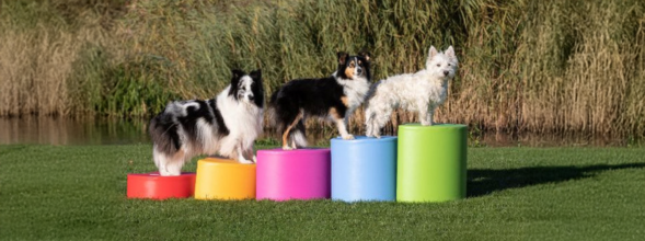 Welcher Hund passt zu mir? Alles, was du wissen musst