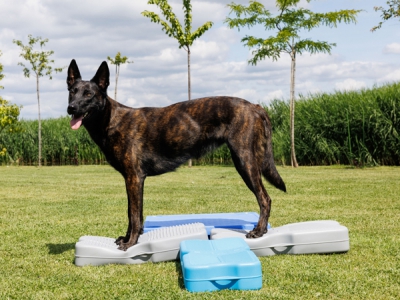 Blue-9 Propel Air Platform – Balancekissen für Hunde