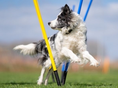 Flexible Halterung für Slalomstangen mit Stahlspieß
