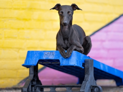 Cato XL Plattform – inkl. Untergestell