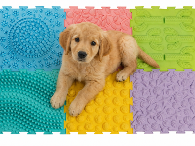 Sensorische Massage Puzzle Matten Set 6-teilig für Hunde