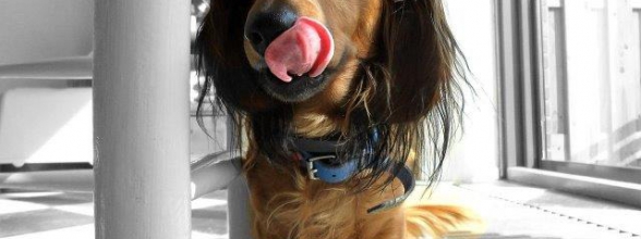 Die fünf Fs des Hundeverhaltens