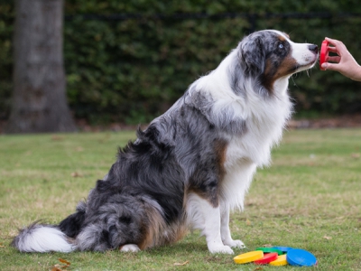 Mooffz Targetscheiben – 8er-Set mit kostenlosem Trainingsplan