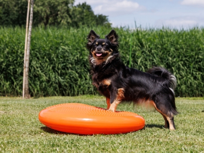 Mooffz Balance Kissen 55 cm