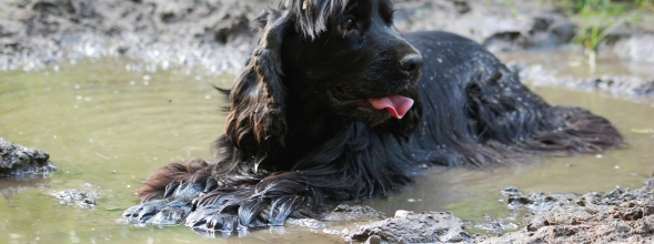 5 Gs für den Kauf eines Welpen