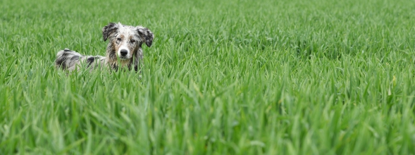 Grasohren oder Schlingpflanzen aufgepasst!