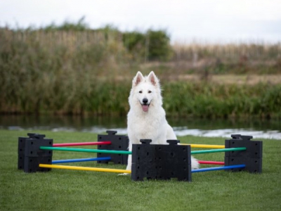 Dogstepper Luxus Set