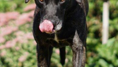 Beobachten ist Lernen