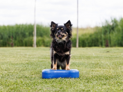 FitPAWS Mini K9FITbone