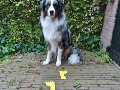 Markierungsset 6 Pfoten