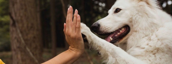 Wie ich meinem Hund ein High-Five beibringe