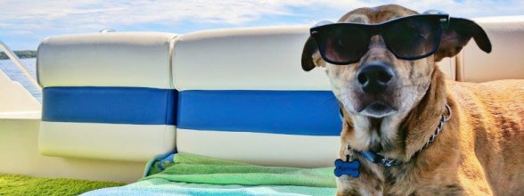 Die Ferien stehen vor der Tür. Was machst du mit deinem Hund?