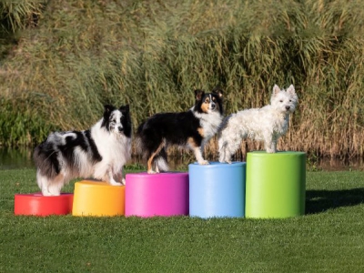 Soft Play Schaumstoff-Kidneyblöcke – 5-teiliges Set mit Pfotenmotiv