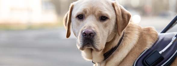 Tipp: Sieh dich selbst durch die Augen deines Hundes