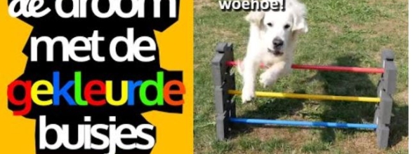Hund oder Welpe Tricks und Spiele beibringen: so trainierst du richtig
