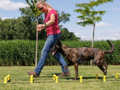 Höhenverstellbare Koordinationsleiter für Hunde – 3,70 m