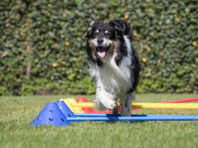 Markierungshüte groß