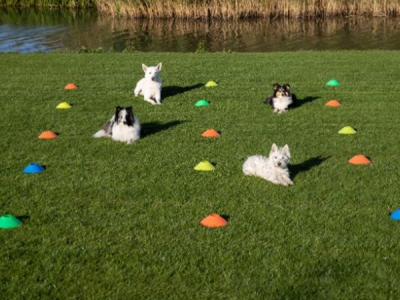 Markierungshütchen / Trainingsscheiben – Set mit 40 Stück