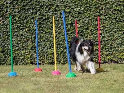 Multi Active Stone – halbe Igelkugel, Set mit 6 Stück