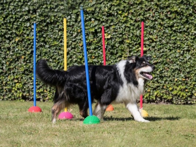 Multi Active Stone Set inklusive Stangen