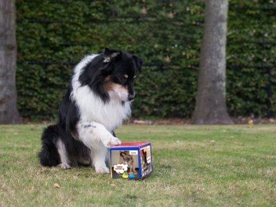 Aufgabenwürfel für Hunde – Spiel & Training in einem!