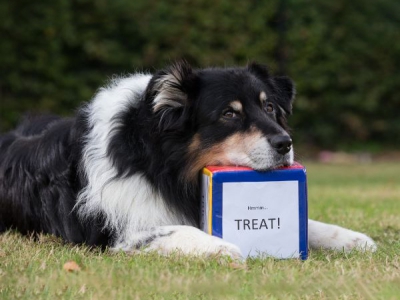 Aufgabenwürfel für Hunde – Spiel & Training in einem!