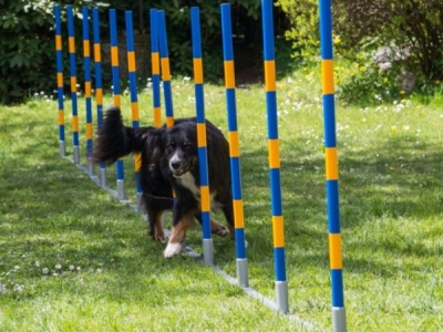 Professioneller FCI-Agility-Slalom mit Scharnieren