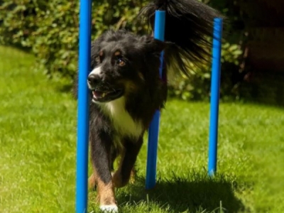 Agility-Slalom, 12er-Set