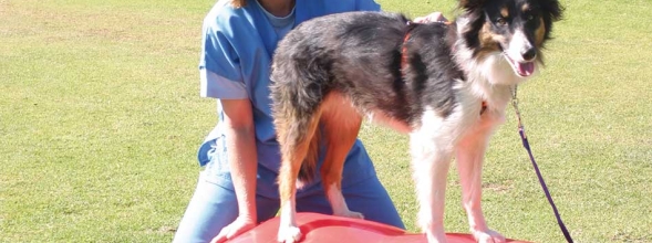 Tierphysiotherapie