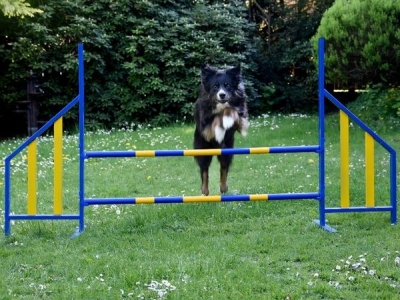 Professioneller FCI-Hochsprung