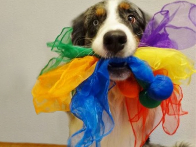 6er-Set Scarfball, Inklusive Unterrichtsplan