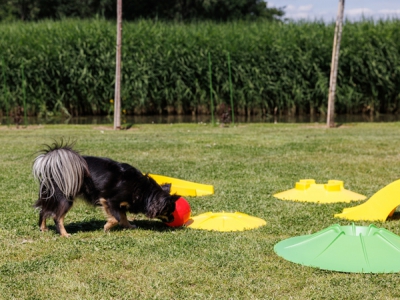 Doggy-Golf Set – 7-teilig