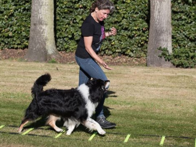 Speed Ladder / Agility Ladder 4 Meter