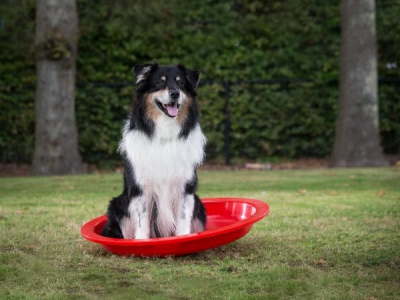 Balance-Schale – Trainingsschale für Welpen & Hundetraining