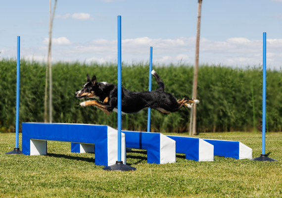 Agility & Geschicklichkeit