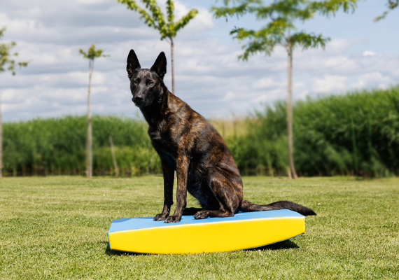 Balance & Koordination